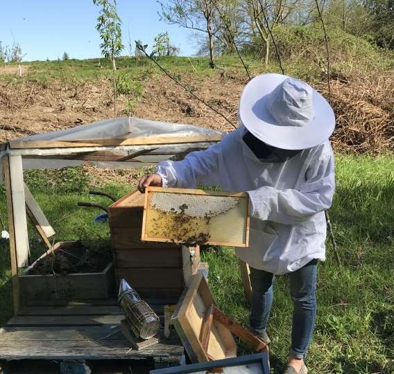 beginner bee keeper tips
